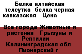 Белка алтайская телеутка, белка черная кавказская › Цена ­ 5 000 - Все города Животные и растения » Грызуны и Рептилии   . Калининградская обл.,Пионерский г.